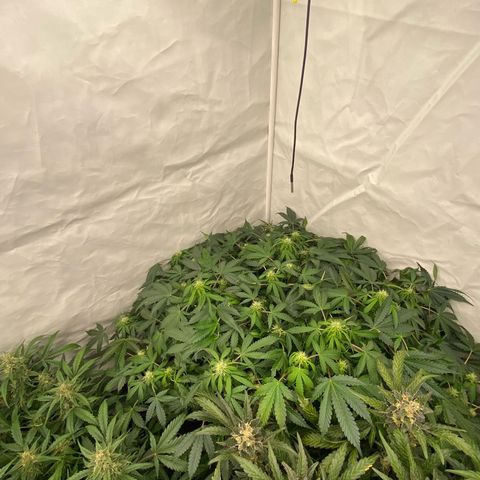 Polar Gelato growlog timeline photo