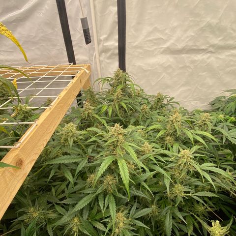 Polar Gelato growlog timeline photo