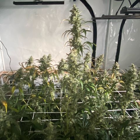 Polar Gelato growlog timeline photo