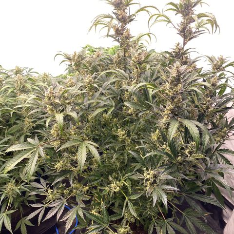 Polar Gelato growlog timeline photo