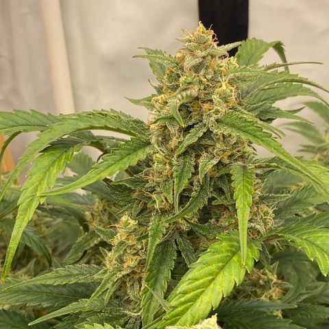 Polar Gelato growlog timeline photo
