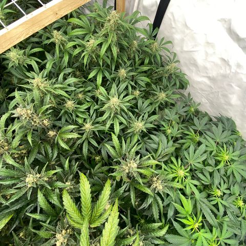 Polar Gelato growlog timeline photo