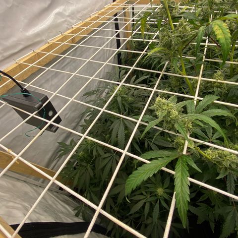 Polar Gelato growlog timeline photo