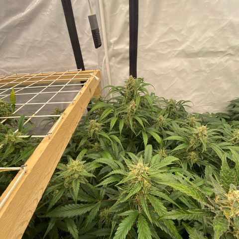 Polar Gelato growlog timeline photo
