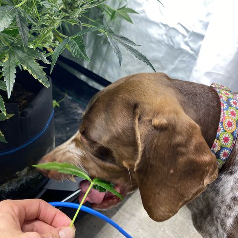 Polar Gelato growlog timeline photo