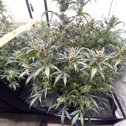 Polar Gelato growlog timeline photo