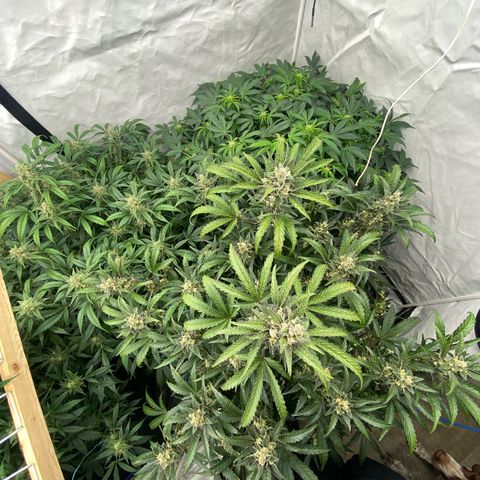 Polar Gelato growlog timeline photo