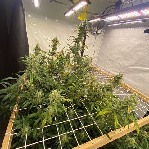 Polar Gelato growlog timeline photo