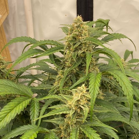 Polar Gelato growlog timeline photo