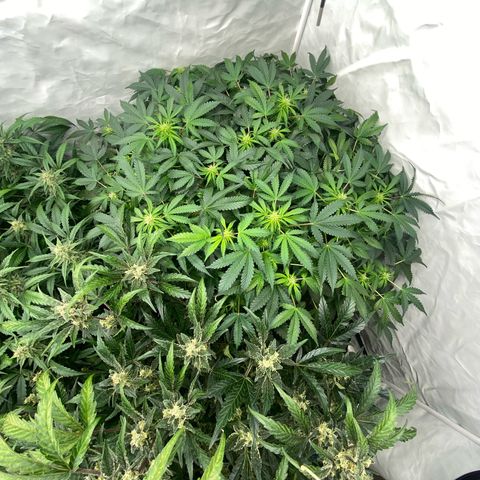 Polar Gelato growlog timeline photo