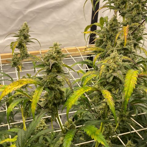 Polar Gelato growlog timeline photo
