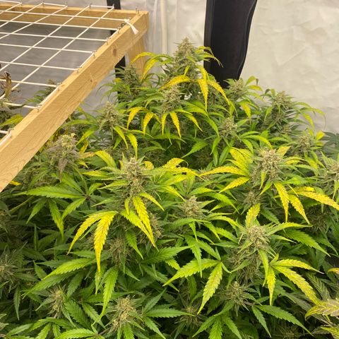 Polar Gelato growlog timeline photo