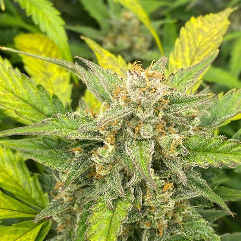 Polar Gelato growlog timeline photo