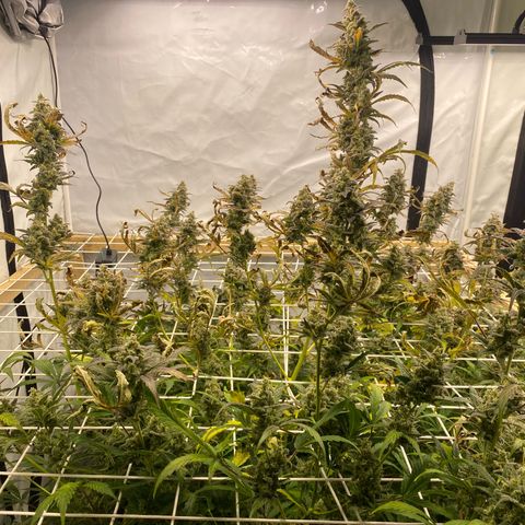 Polar Gelato growlog timeline photo