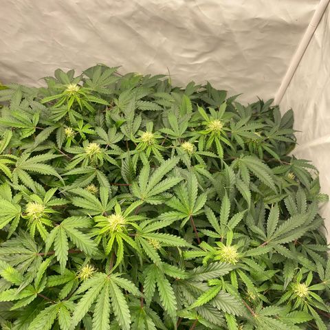 Polar Gelato growlog photo: Soon chop 