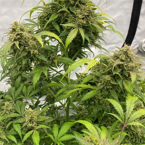 Polar Gelato growlog photo: Soon chop 