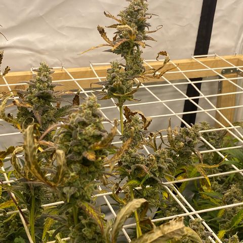 Polar Gelato growlog photo: Soon chop 