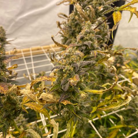 Polar Gelato growlog photo: Soon chop 