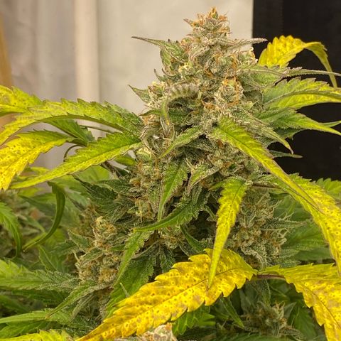 Polar Gelato growlog photo: Soon chop 