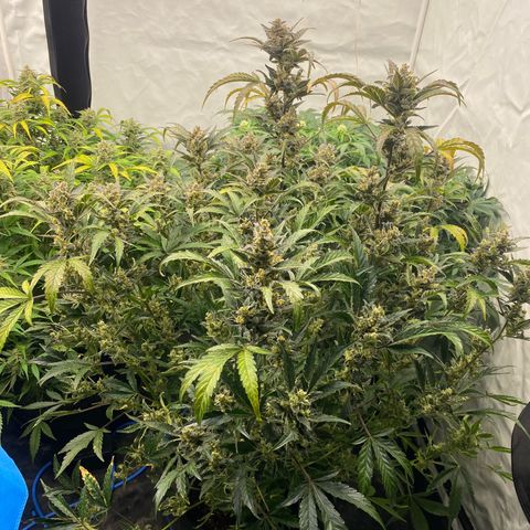 Polar Gelato growlog photo: Soon chop 