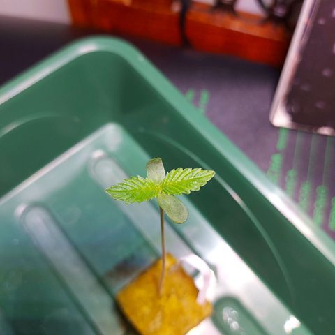 OG kush growlog timeline photo