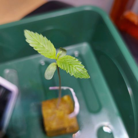 OG kush growlog timeline photo