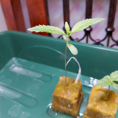 OG kush growlog timeline photo