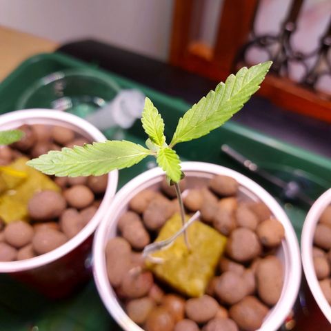 OG kush growlog timeline photo