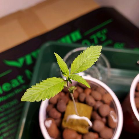 OG kush growlog timeline photo