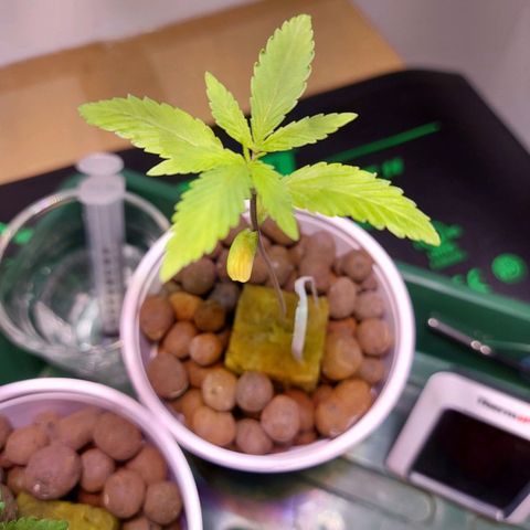 OG kush growlog timeline photo
