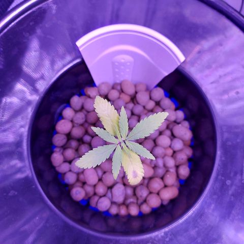 OG kush growlog timeline photo