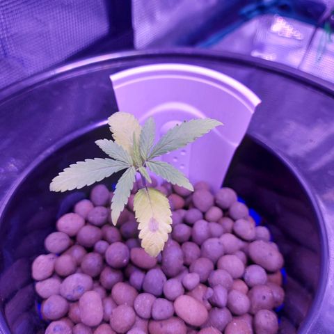 OG kush growlog timeline photo