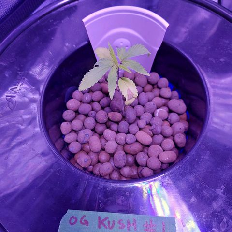 OG kush growlog timeline photo