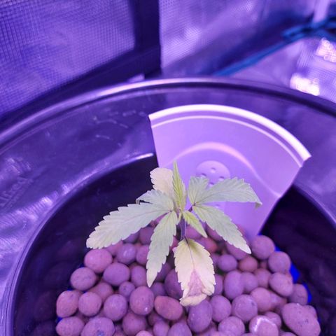 OG kush growlog timeline photo