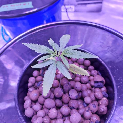 OG kush growlog timeline photo