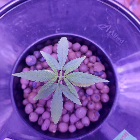 OG kush growlog timeline photo