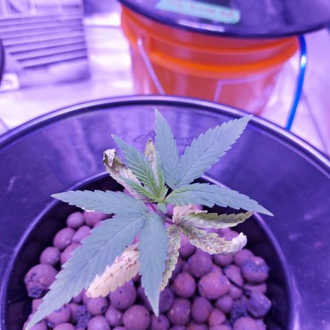 OG kush growlog timeline photo