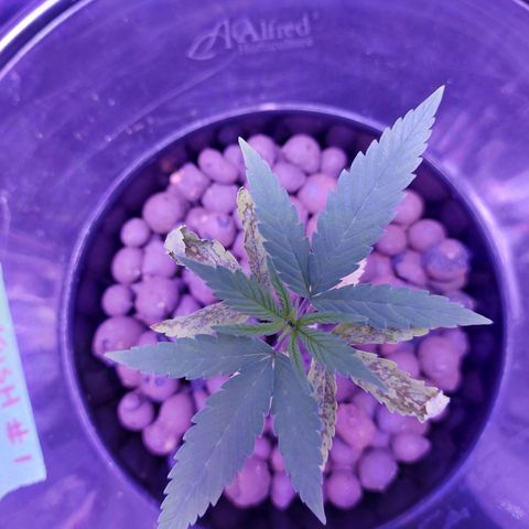 OG kush growlog timeline photo