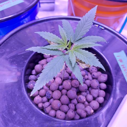 OG kush growlog timeline photo