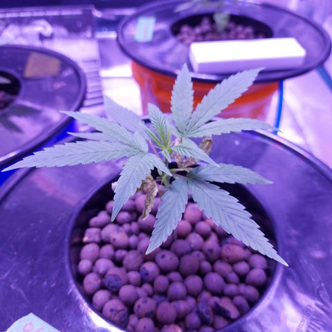 OG kush growlog timeline photo