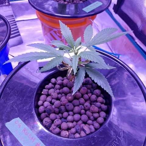 OG kush growlog timeline photo