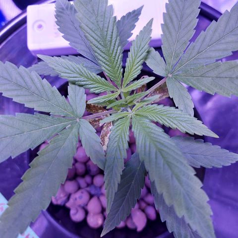 OG kush growlog timeline photo
