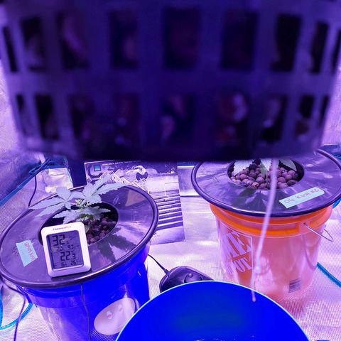 OG kush growlog timeline photo