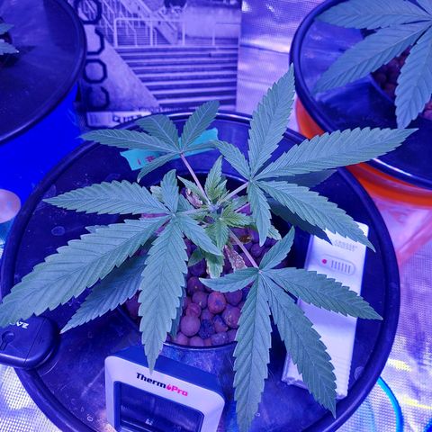 OG kush growlog timeline photo