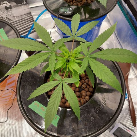 OG kush growlog timeline photo