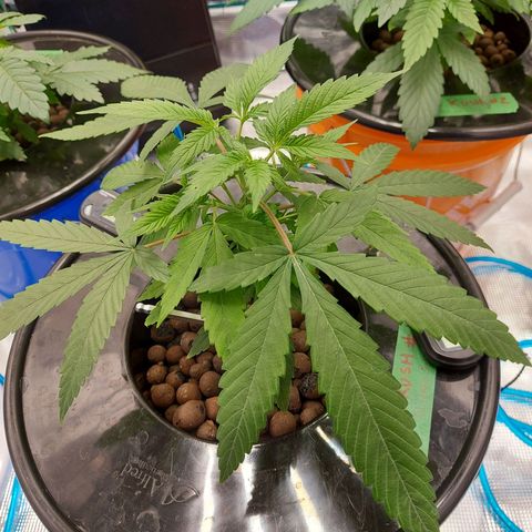 OG kush growlog timeline photo