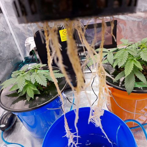 OG kush growlog timeline photo