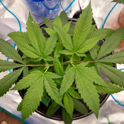 OG kush growlog timeline photo