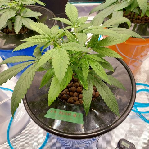 OG kush growlog timeline photo