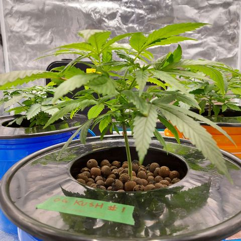 OG kush growlog timeline photo